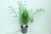 Fargesia rufa