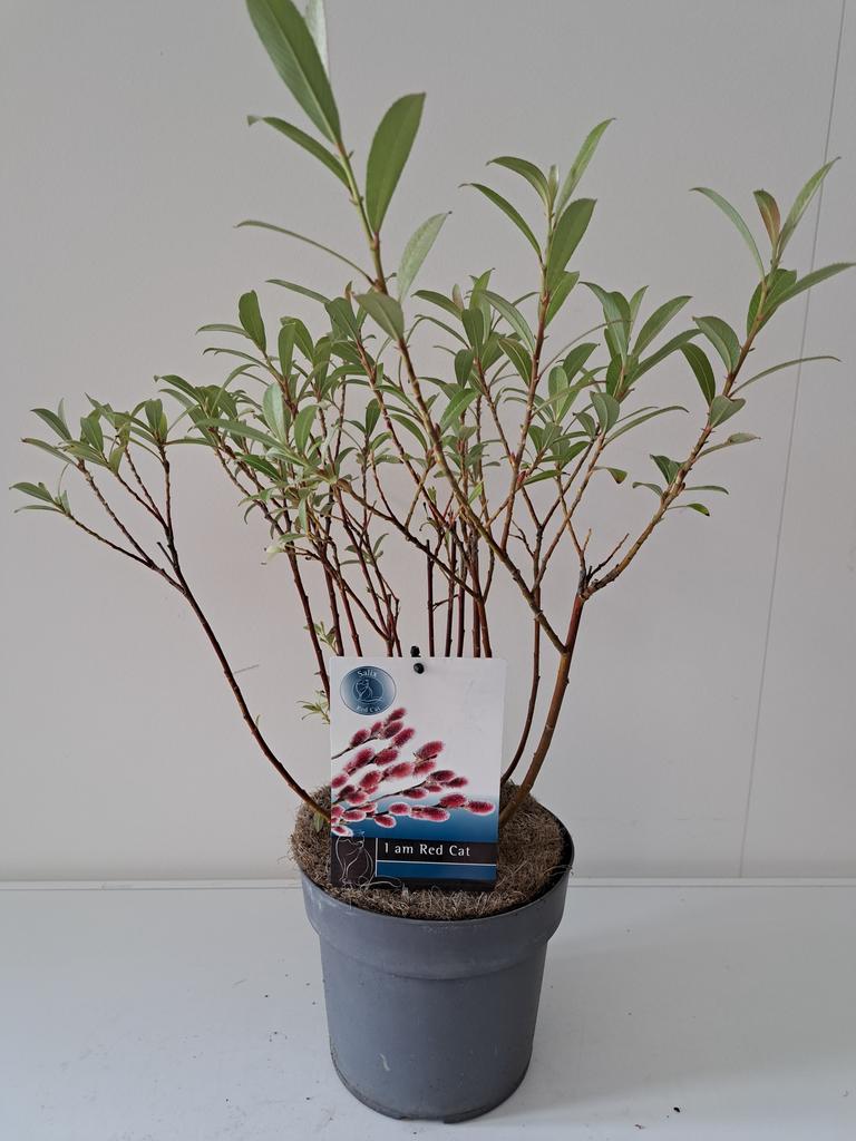 Picture of Salix gracilistyla Mount Aso P19 (3 Ltr) BUSH
