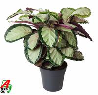 Calathea Silvia