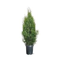 Thuja occ. Golden Smaragd