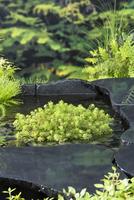 Myriophyllum rubricaule