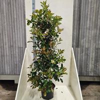 Photinia fras. Red Robin
