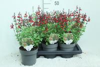 Salvia greg. Royal Bumble