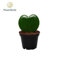 Hoya kerrii 1pp
