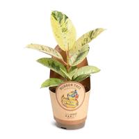Ficus elastica ´Shivereana´