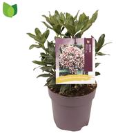Skimmia jap. Rubesta Jos