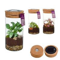 WARDIANS Terrarium Sirius Medium + SolarSystem