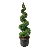 Thuja occ. Brabant