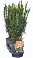 Hedgeline Taxus media Hillii