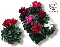 Cyclamen GARDEN in varieties