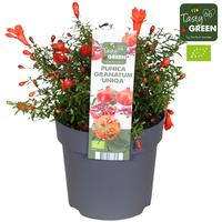 Punica granatum Uniqa Bio