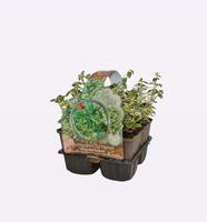 Euonymus fort. Emerald Gaïety