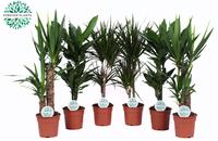 Houseplants Green Colorado in varieties