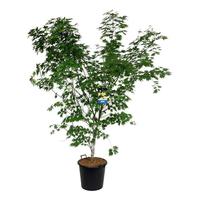 Acer pse. Arctic Jade