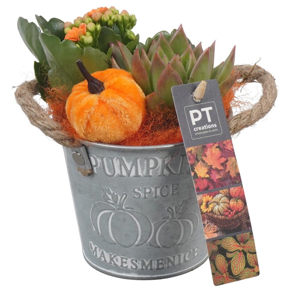 Picture of PTHI5313 Arrangement Autumn Indoor in metal box P10 17cm