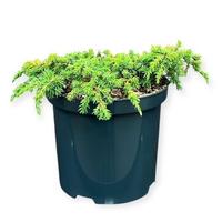 Juniperus com. Lemon Carpet