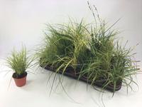 Carex in varieties
