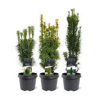 Taxus Up-Growing in varieties