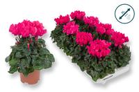 Cyclamen-COMPACT pink