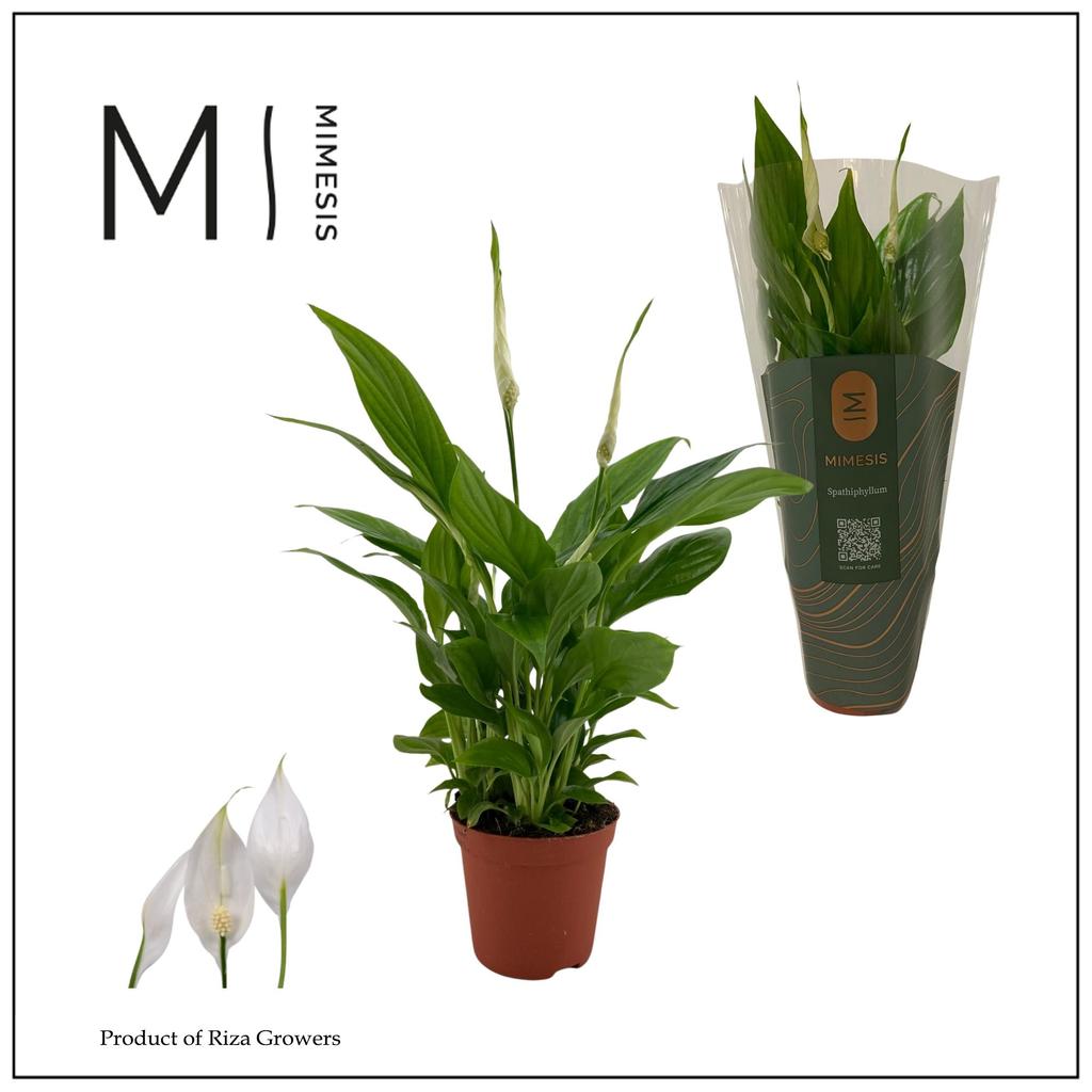 Picture of Spathiphyllum Chopin - Mimesis P9 30CM