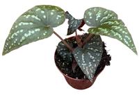 Begonia Pandora