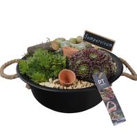 PTS7317 Arrangement Sempervivum in metal bowl