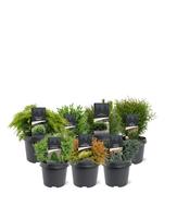 Conifers in varieties