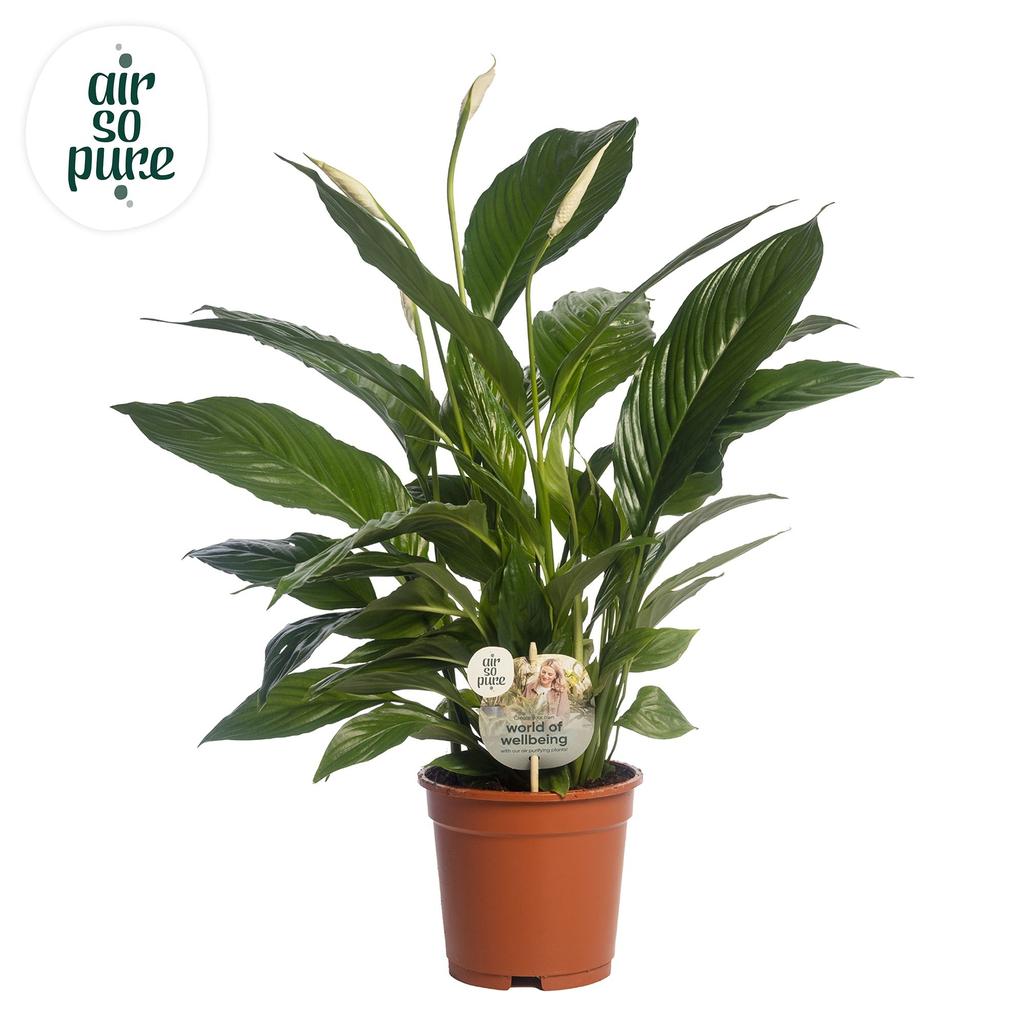 Picture of Spathiphyllum Vivaldi Air so Pure P17 70CM