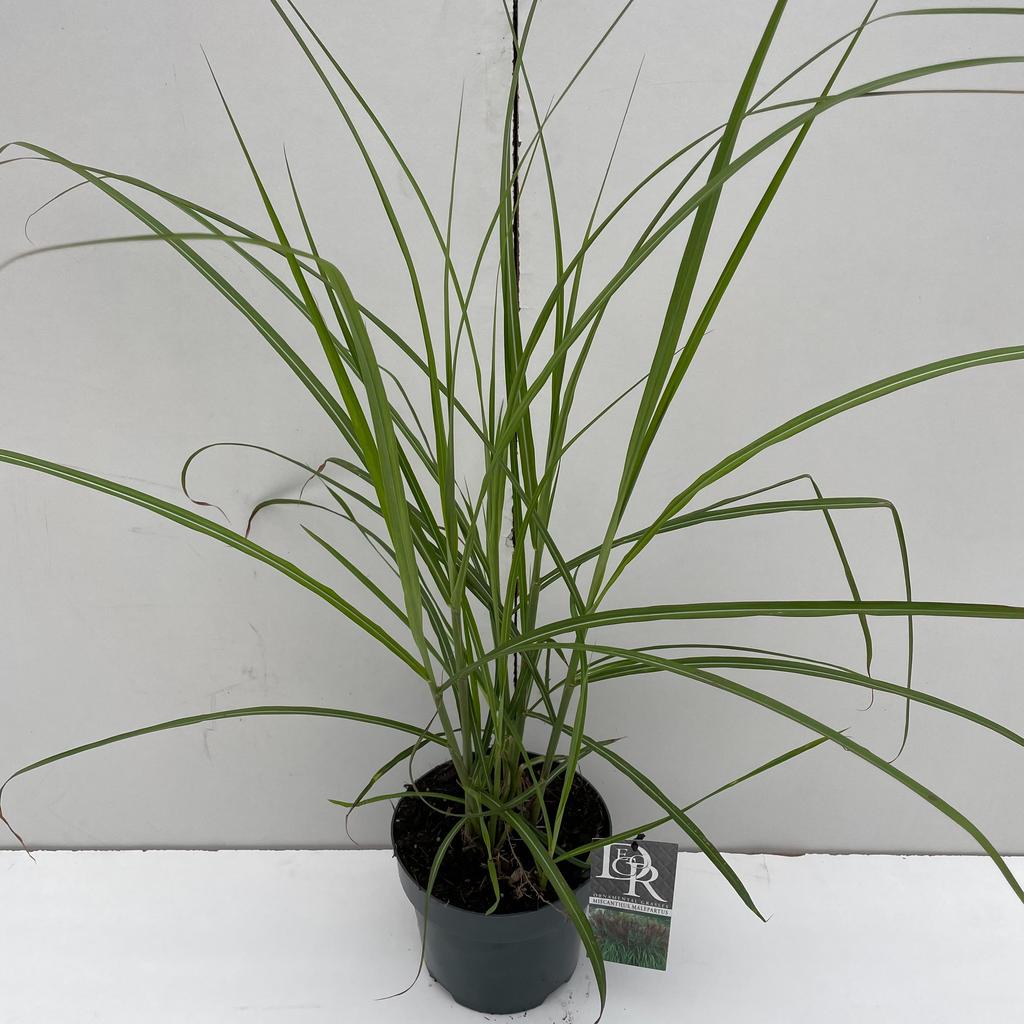 Picture of Miscanthus Malepartus P19 (3 Ltr)