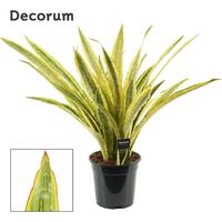 Sansevieria Aubrytiana Lauren (Decorum)