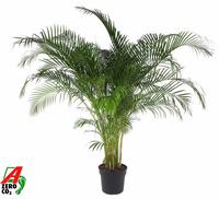 Dypsis lutescens (Areca)