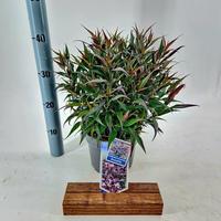 Strobilanthes ani. Brunetthy