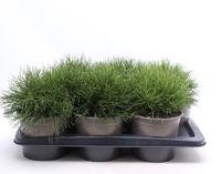 Pinus mugo pumilio