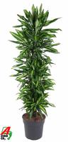 Dracaena Cintho branched
