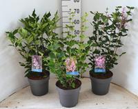 Syringa meyeri in varieties