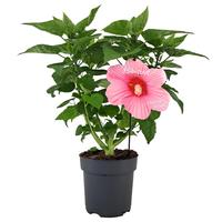 Hibiscus Extreme Hot Pink