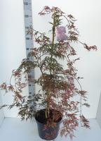Acer pal. Inaba-shidare