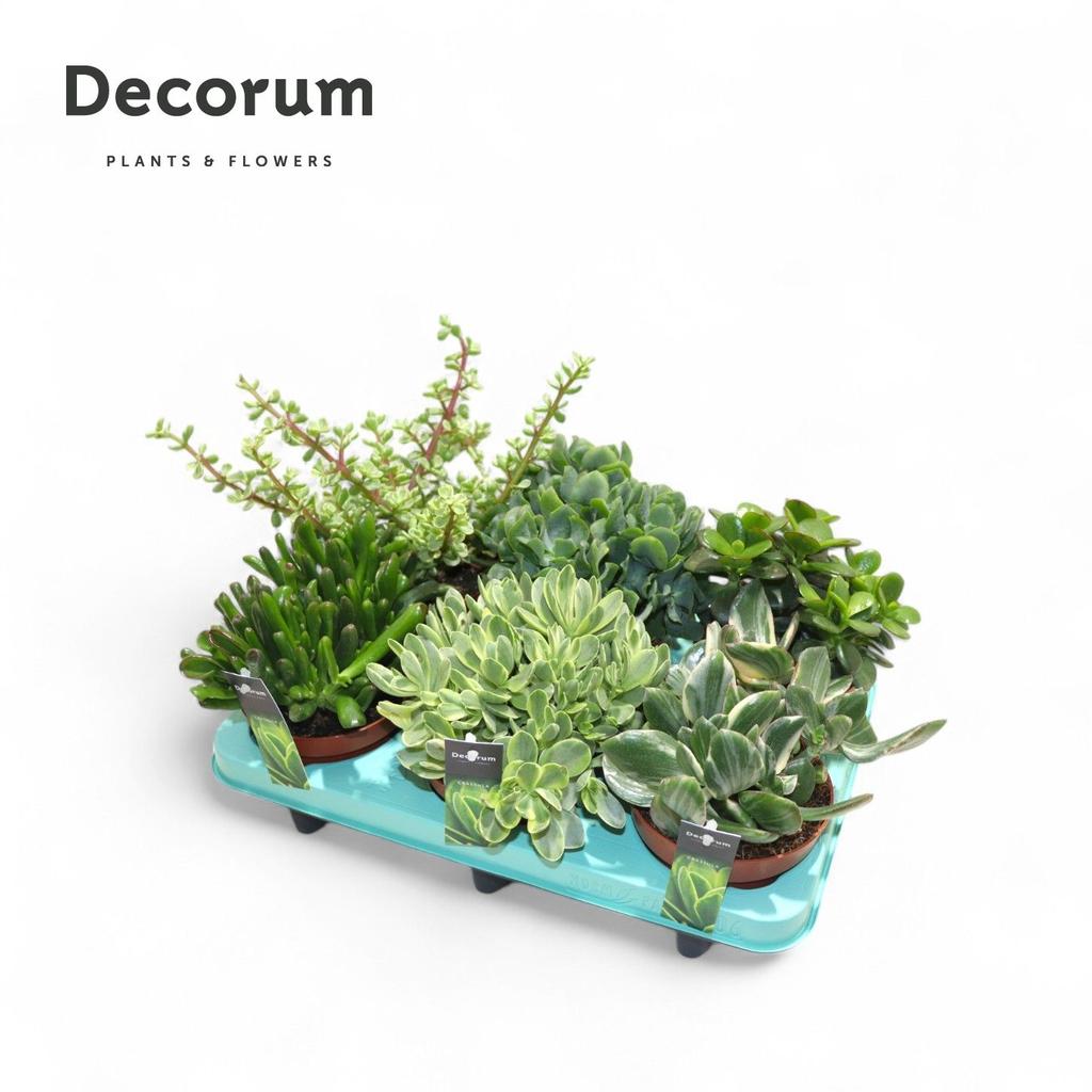 Obrázek Crassula Mix (Decorum) P12 20CM