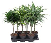 Dracaena stem 30cm in varieties