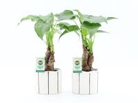 Alocasia Cucullata stem in Banksy ceramic