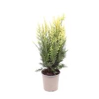 Chamaecyparis law. White Spot