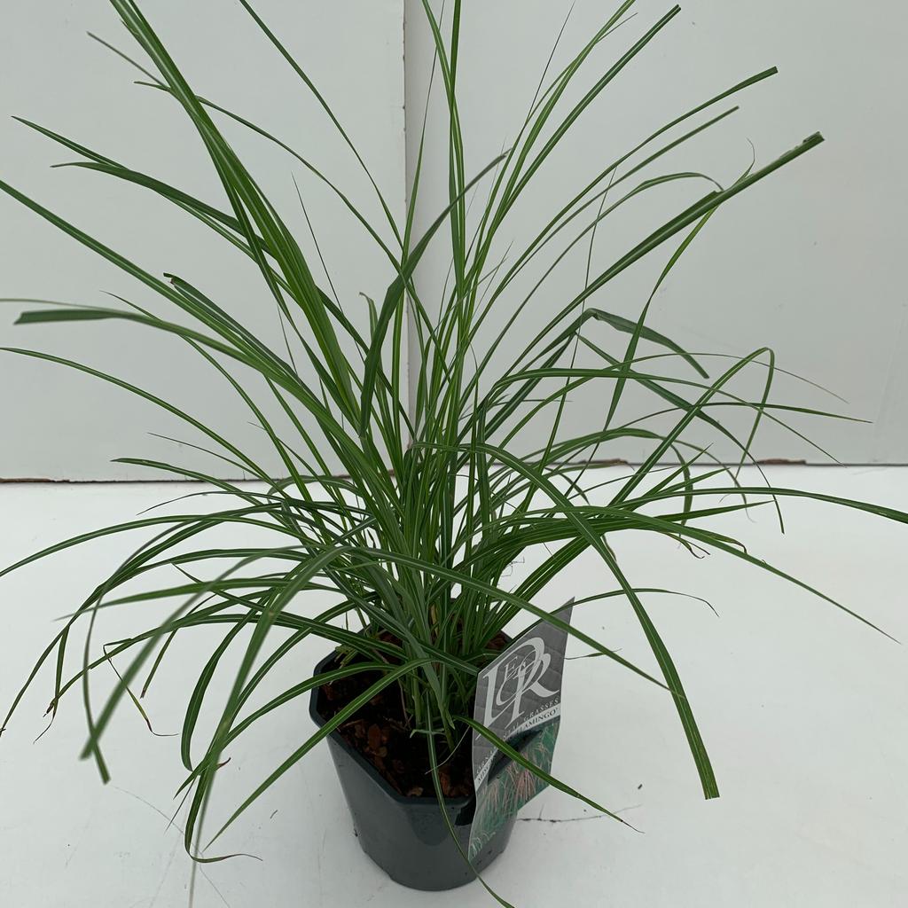 Picture of Miscanthus Flamingo P17 (2 Ltr) Square