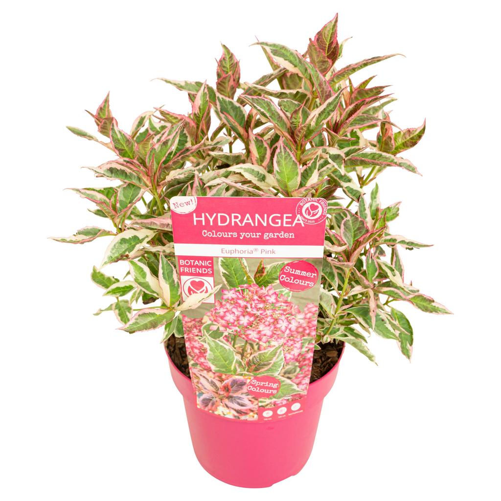 Picture of Hydrangea serrata Euphoria Pink P19 (3 Ltr)