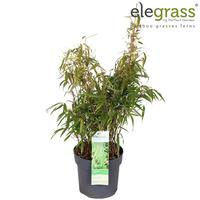 Fargesia Rufa
