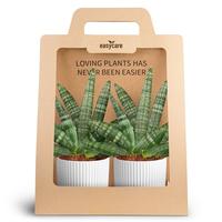 Sansevieria Boncellensis 2-Pack Nordic White