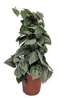 Scindapsus Silvery Ann Mosstok