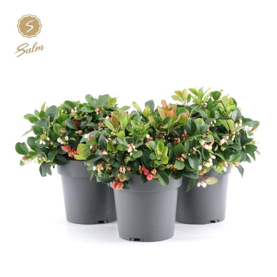 Picture of Gaultheria pr. Big Berry P15