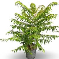 Rhus typhina Tiger Eyes