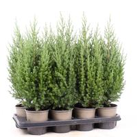 Juniperus chin. Stricta