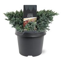 Juniperus squa. Blue Star